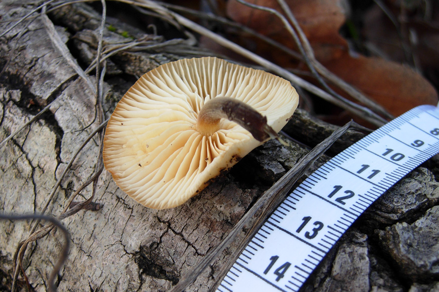 Funghi... e la mia prima micro!